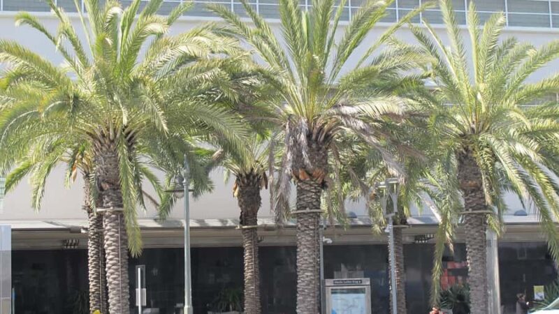 Los Angeles: South LA Black History Guided Driving Tour - An In-Depth Look at the Tour