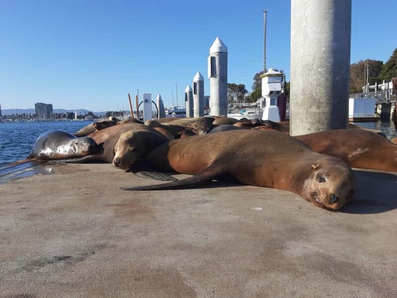 Los Angeles: Sunset Sailing - Frequently Asked Questions