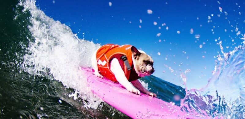 Los Angeles: Surfing Lesson in Venice Beach - Who Should Book This Experience?