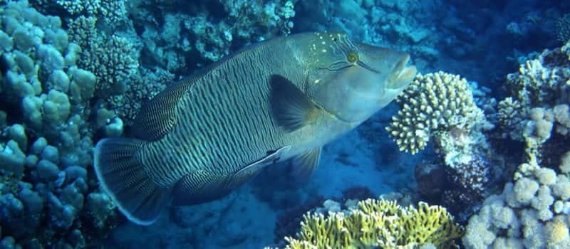 Los Cabos: 3-Hour Introductory Scuba Diving Adventure - Key Points