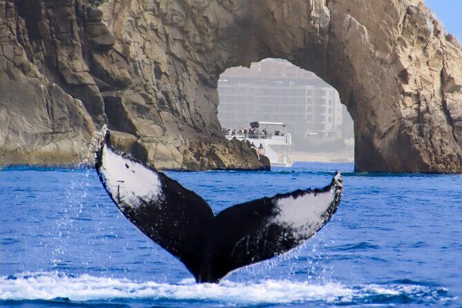 Los Cabos All Included Whale Watching Experience - FAQ