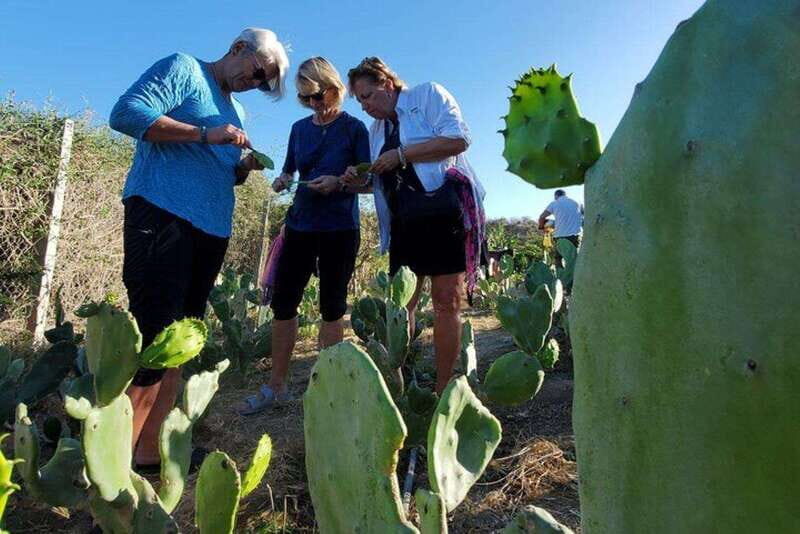 Los Cabos: Azteca Cactus Taco Farm to Table Cooking Class - Key Points