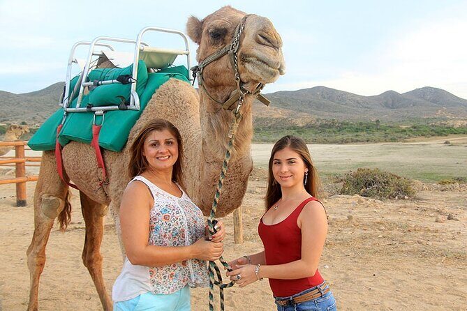 Los Cabos Camel Ride Adventure On The Beach - Analyzing the Value