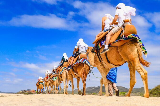 Los Cabos Camel Ride and Tequila Tasting Experience - The Itinerary in Detail