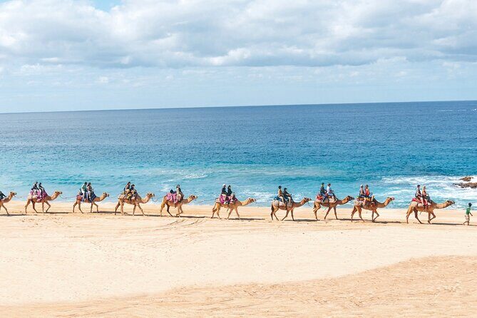 Los Cabos Camel Ride and Tequila Tasting Experience - Is It Worth It?