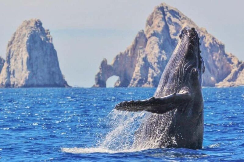 Los Cabos: Catamaran Whale Watching Cruise - Analyzing the Value