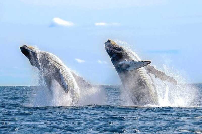 Los Cabos: Catamaran Whale Watching Cruise - Who Is This Tour Best For?