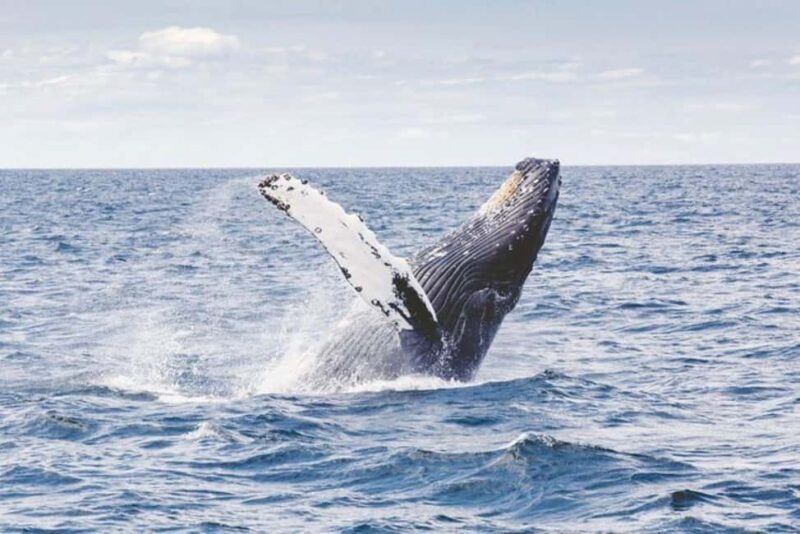 Los Cabos: Catamaran Whale Watching Cruise - Final Thoughts: Is It Worth It?