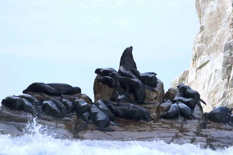 Los Cabos: City Tour with Cruise, Snorkeling, and Tastings - Practical Tips for Participants