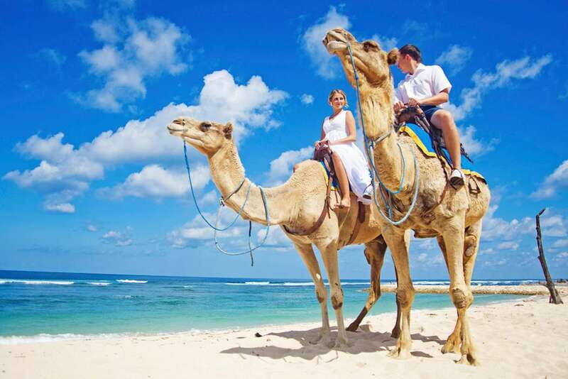 Los Cabos: Desert & Sea Camel Safari Tour with Lunch - Introduction