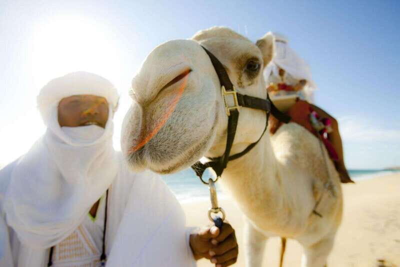 Los Cabos: Desert & Sea Camel Safari Tour with Lunch - Who Should Consider This Tour?
