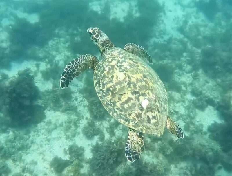 Los Cabos: Guided Snorkeling Tour with Transportation - The Itinerary in Detail: What to Expect