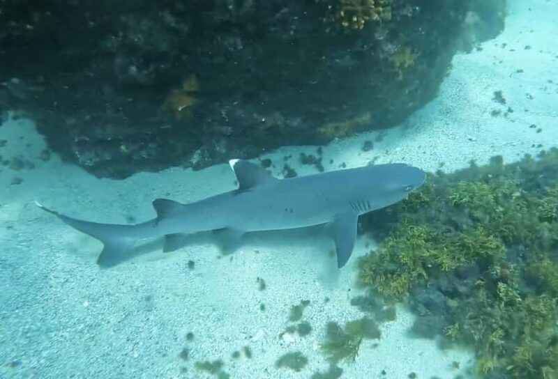 Los Cabos: Guided Snorkeling Tour with Transportation - The Sum Up