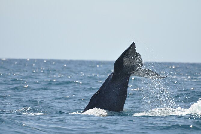 Los Cabos Humpback Whale: 10-Hour Tour 3 Hours of Whale Watching - A Full Breakdown of the Experience