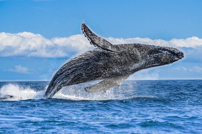 Los Cabos Humpback Whale: 10-Hour Tour 3 Hours of Whale Watching - Who Will Love This Tour