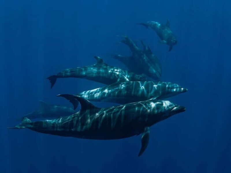 Los Cabos: Ocean Safari Snorkeling and Freediving Tour - Key Points