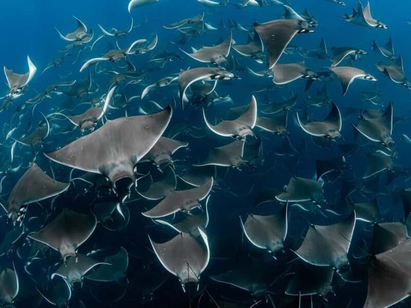 Los Cabos: Ocean Safari Snorkeling and Freediving Tour - Who Is This Tour Best For?