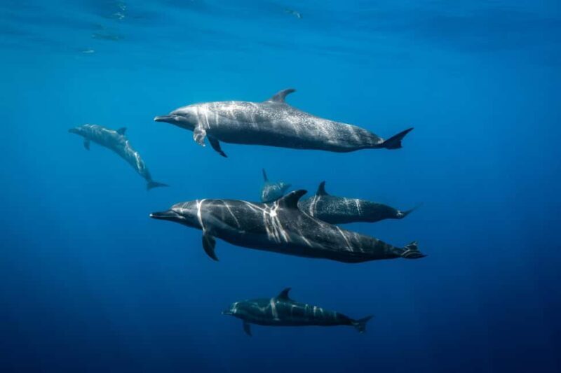 Los Cabos: Ocean Safari Snorkeling and Freediving Tour - Frequently Asked Questions