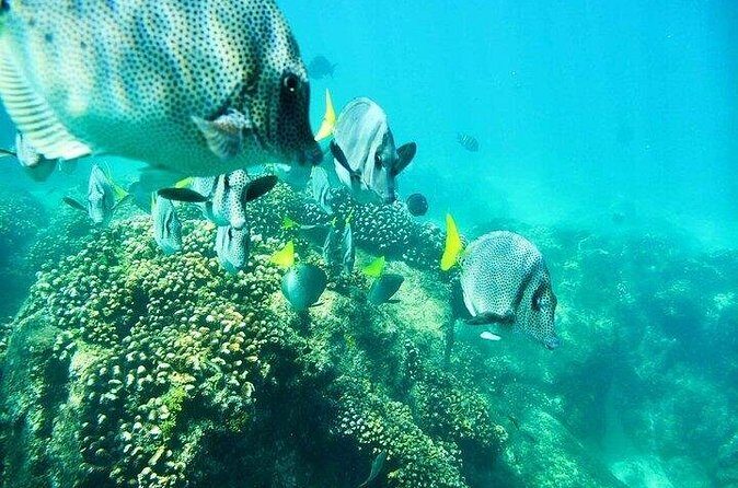 Los Cabos Platinum Snorkel Experience - FAQs