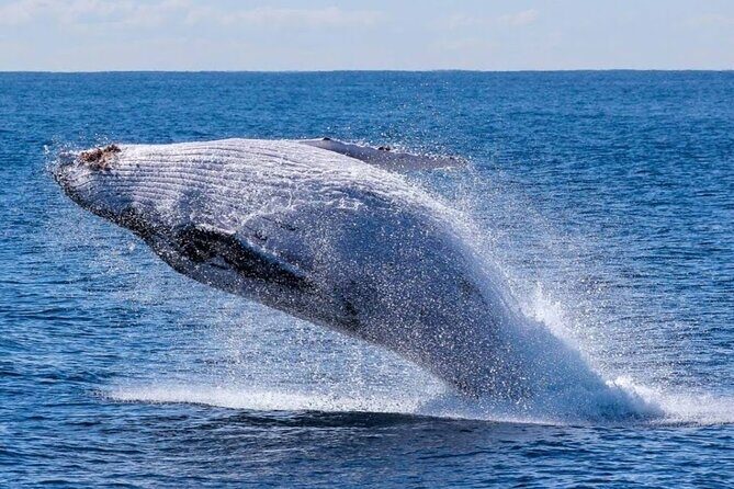 Los Cabos Private Yacht Whale Watching Tour, Snorkel and Drinks - The Sum Up
