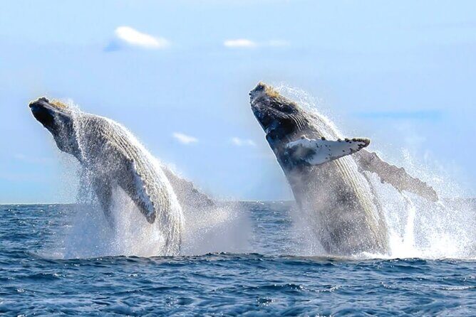 Los Cabos Private Yacht Whale Watching Tour, Snorkel and Drinks - FAQ