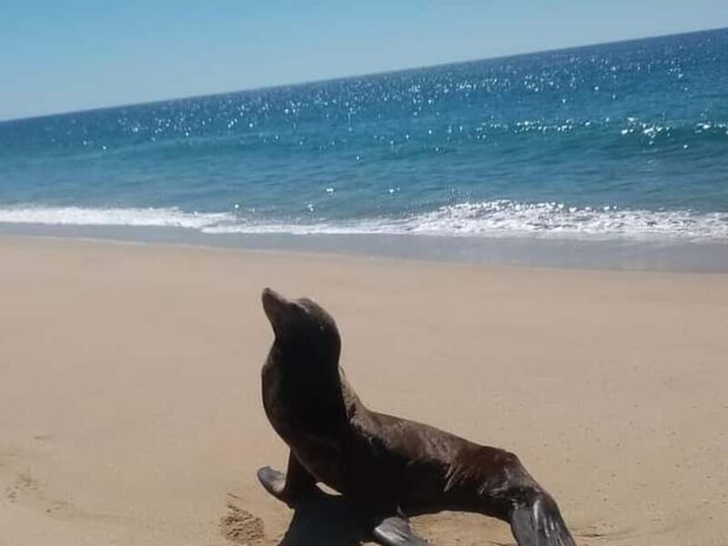 Los Cabos: Santa Maria & Chileno Bay Snorkel Adventure - FAQs