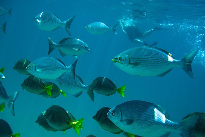 Los Cabos Snorkeling Tour to Chileno Bay and Santa Maria Cove - An In-Depth Look at the Tour