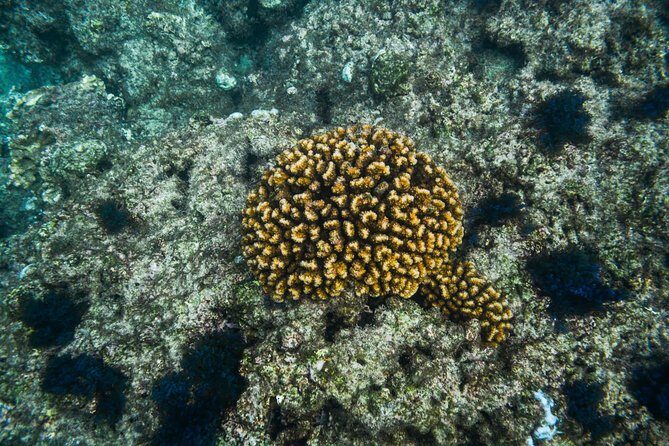 Los Cabos Snorkeling Tour to Chileno Bay and Santa Maria Cove - Who Should Consider This Tour?