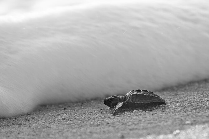 Los Cabos turtle release conservation program - An In-Depth Look at the Tour