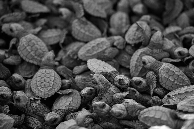 Los Cabos turtle release conservation program - The Sum Up