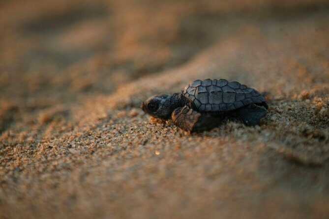 Los Cabos Turtle Release Eco-Experience - Key Points