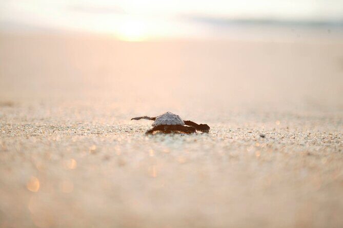Los Cabos Turtle Release Eco-Experience - An In-Depth Look at the Tour