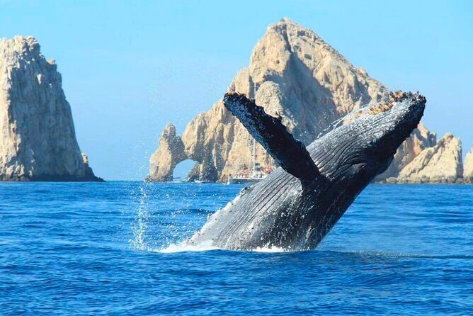 Los Cabos Whale Watching Adventure with Snacks and Drinks - The Itinerary: What to Expect