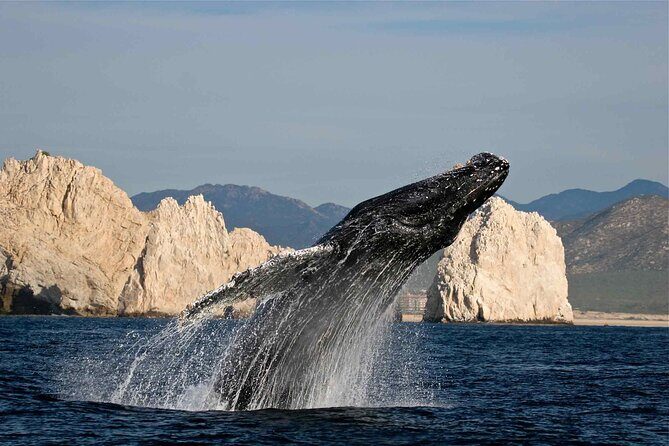 Los Cabos Whale Watching Adventure with Snacks and Drinks - FAQs