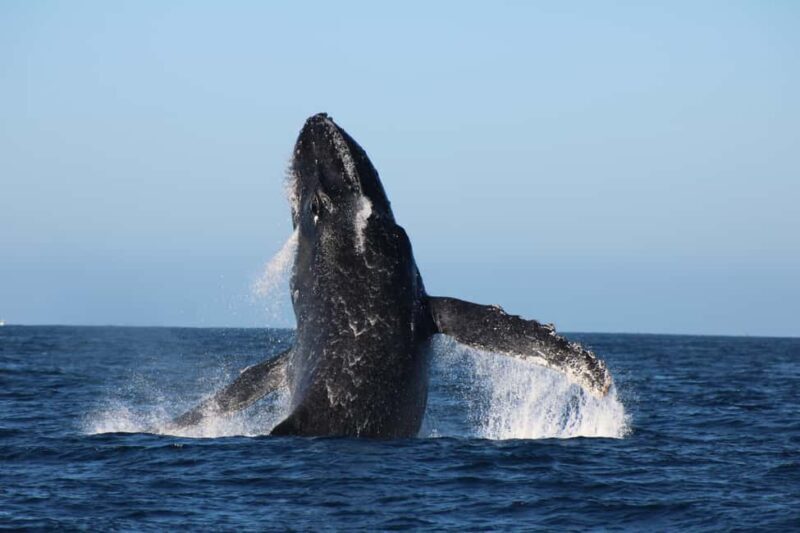 Los Cabos: Whale Watching and Safari - Who Should Book This Tour?