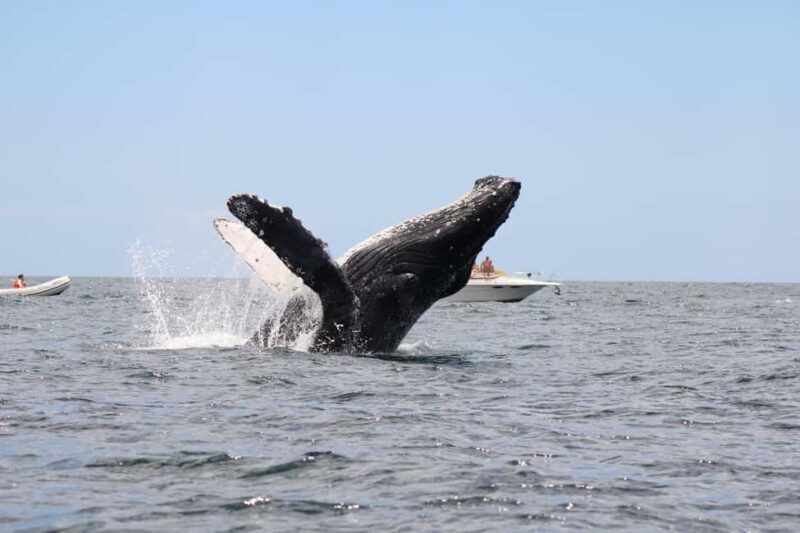 Los Cabos: Whale Watching and Safari - FAQ
