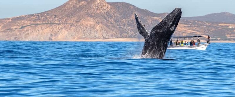 Los Cabos: Whale Watching by Glass Bottom Boat - Key Points
