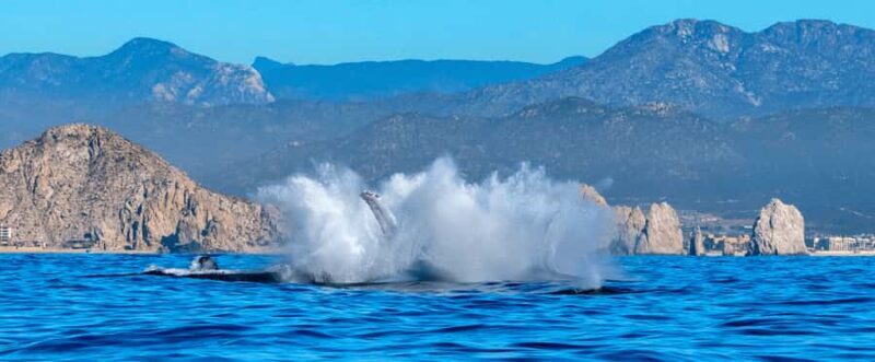 Los Cabos: Whale Watching by Glass Bottom Boat - The Sum Up: Is It Worth It?