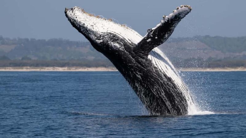Los Cabos: Whale Watching by Glass Bottom Boat - FAQ