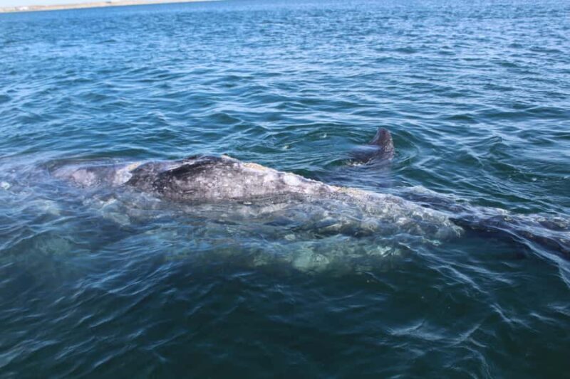 Los Cabos: Whale Watching Tour with Tequila Tasting - Key Points