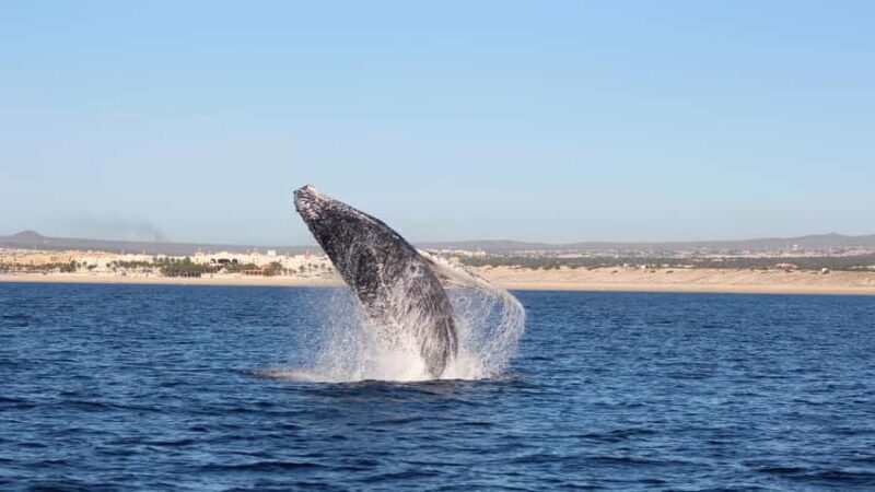 Los Cabos: Whale Watching Tour with Tequila Tasting - Sights and Landmarks