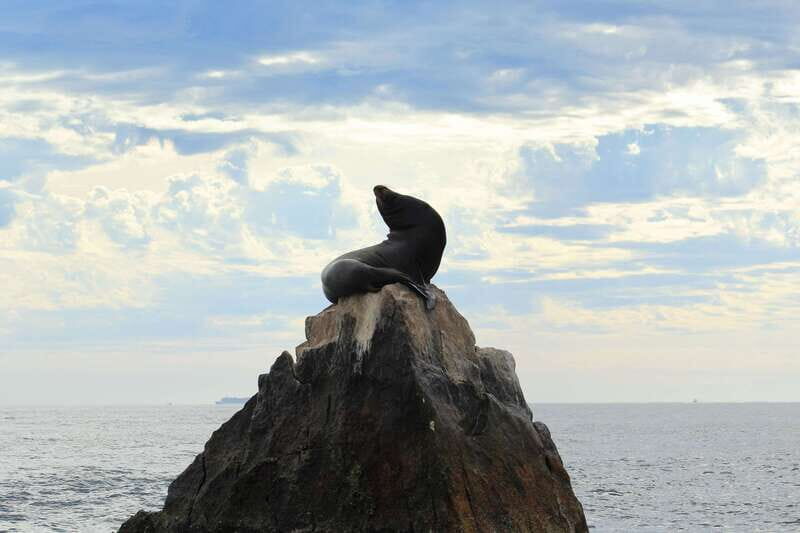 Los Cabos: Whale Watching (Transport and Pictures Included) - What to Expect During the Tour