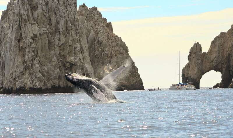 Los Cabos: Whale Watching (Transport and Pictures Included) - Value and Price Analysis