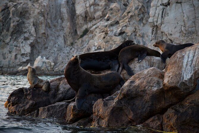 Los Cabos Whale Watching (Transportation and Pictures Included) - The Sum Up: Who Will Love This Whale Watching Tour?