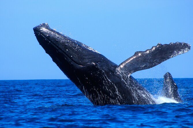 Los Cabos Whale Watching (Transportation and Pictures Included) - FAQ