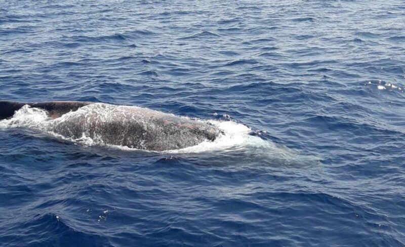 Los Cristianos: Eco-Yacht Whale Watching Cruise with Swim - Frequently Asked Questions