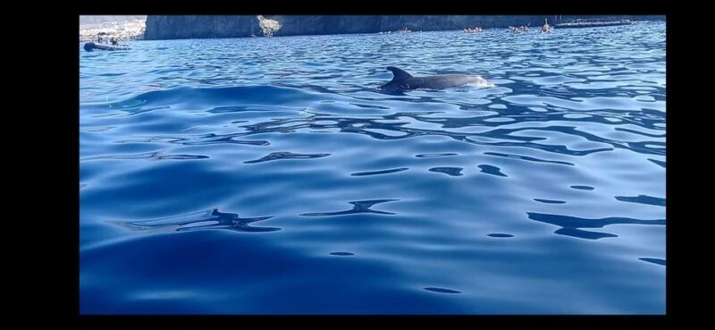 Los Cristianos: Kayak & Snorkel Tour with turtles and photos included - What Makes This Tour Stand Out?