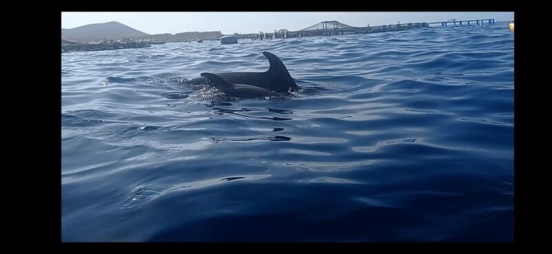 Los Cristianos: Kayak & Snorkel Tour with turtles and photos included - Practical Tips to Get the Most Out of Your Tour