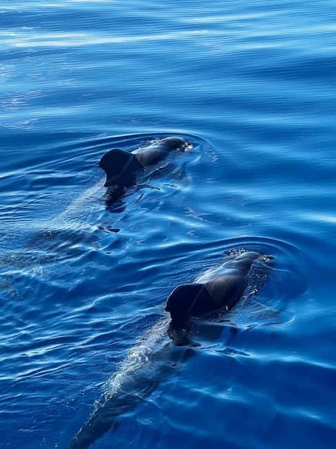 Los Cristianos: Whale Watching Cruise w/Swim Stop & Drinks - An Authentic Look at the Tenerife Whale Watching Cruise