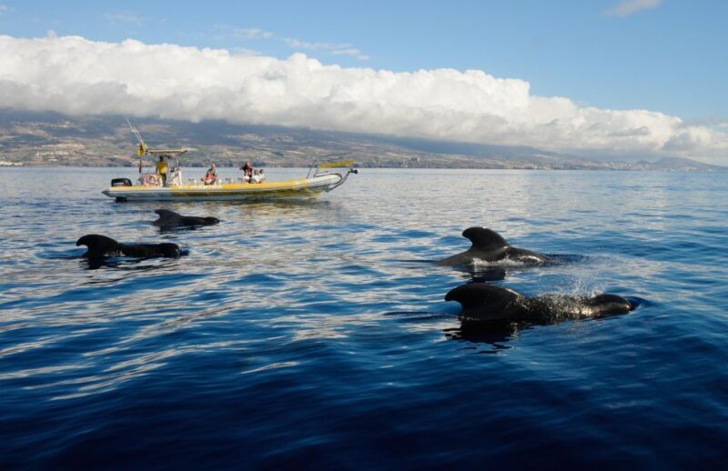 Los Gigantes: Dolphin and Whale Watching Cruise by Speedboat - Key Points